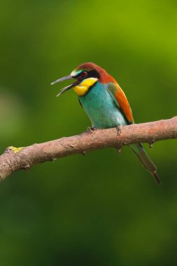 Avrupa Arı Yiyen - Bir dalda Merops Apiaster, egzotik renkli göçmen kuş