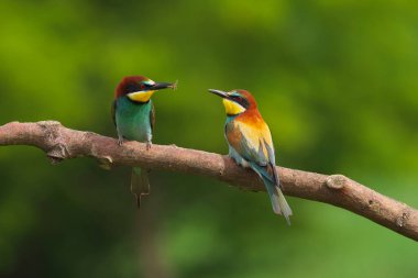 Avrupa Arı Yiyen - Bir dalda Merops Apiaster, egzotik renkli göçmen kuş