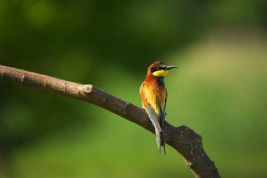 Avrupa Arı Yiyen - Bir dalda Merops Apiaster, egzotik renkli göçmen kuş