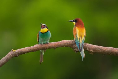 Avrupa Arı Yiyen - Bir dalda Merops Apiaster, egzotik renkli göçmen kuş