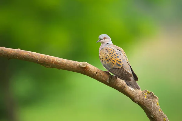 European Turtle Dove Streptopelia Turtur Bird — Stock Photo, Image