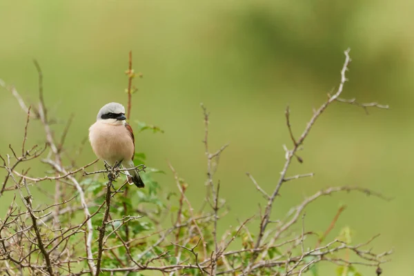 Shrike Apoiado Pelo Vermelho Lanius Collurio Sentado Ramo — Fotografia de Stock