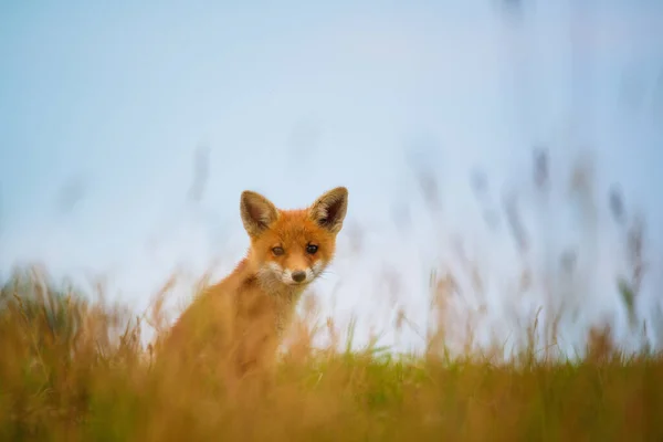 Young Red Fox Vulpes Vulpes Meadow — Stock Photo, Image