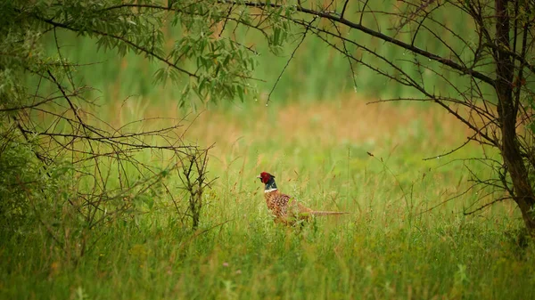 Oiseau Faisan Phasianus Colchicus Sur Prairie — Photo