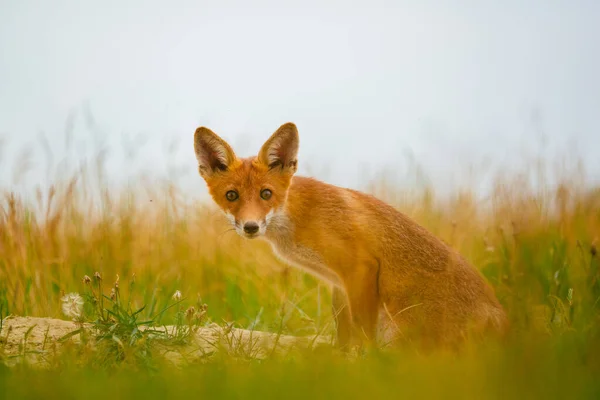 Young Red Fox Vulpes Vulpes Meadow — Stock Photo, Image