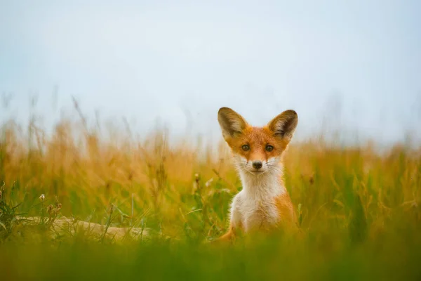 Raposa Vermelha Jovem Vulpes Vulpes Prado — Fotografia de Stock