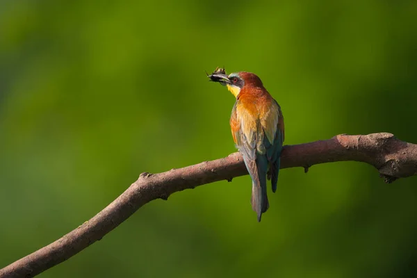 European Bee Eater Merops Apiaster Sur Une Branche Oiseau Migrateur — Photo