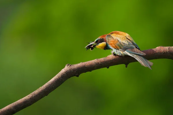 European Bee Eater Merops Apiaster Una Rama Ave Migratoria Colorida — Foto de Stock