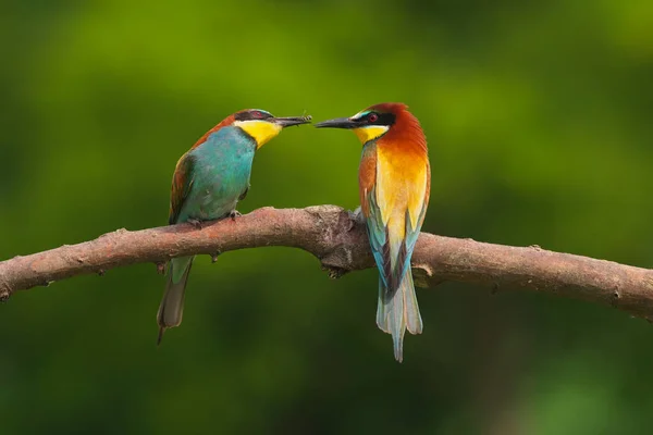 Europäischer Bienenfresser Merops Apiaster Auf Einem Ast Exotischer Bunter Zugvogel — Stockfoto