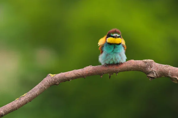 European Bee Eater Merops Apiaster Una Rama Ave Migratoria Colorida — Foto de Stock