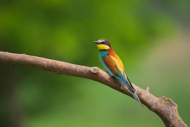 Avrupa Arı Yiyen - Bir dalda Merops Apiaster, egzotik renkli göçmen kuş