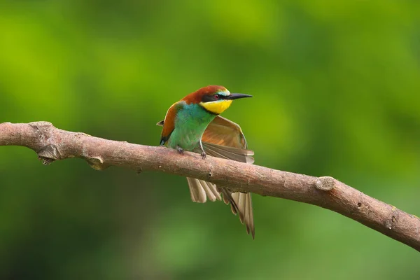 Comedor Abelhas Europeu Merops Apiaster Ramo Pássaro Migratório Colorido Exótico — Fotografia de Stock