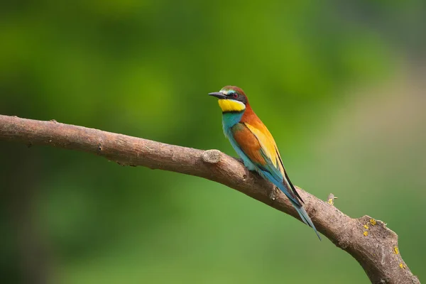 European Bee Eater Merops Apiaster Sur Une Branche Oiseau Migrateur — Photo