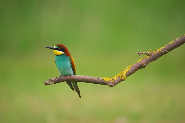 European Bee Eater Merops Apiaster Sur Une Branche Oiseau Migrateur — Photo