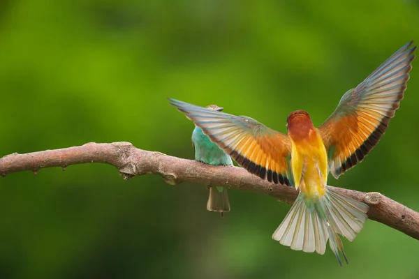 Ευρωπαϊκή Bee Eater Merops Apiaster Ένα Κλαδί Εξωτικό Πολύχρωμο Αποδημητικό — Φωτογραφία Αρχείου