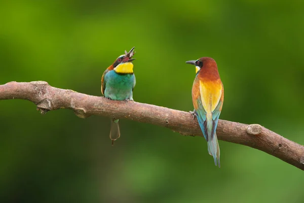 Comedor Abelhas Europeu Merops Apiaster Ramo Pássaro Migratório Colorido Exótico — Fotografia de Stock