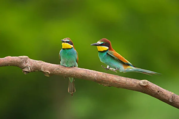 Comedor Abelhas Europeu Merops Apiaster Ramo Pássaro Migratório Colorido Exótico — Fotografia de Stock