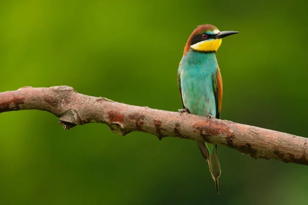 European Bee Eater Merops Apiaster Branch エキゾチックなカラフルな渡り鳥 — ストック写真