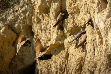 Kum kırlangıcı (Riparia riparia) veya Avrupa kum kırlangıcı.