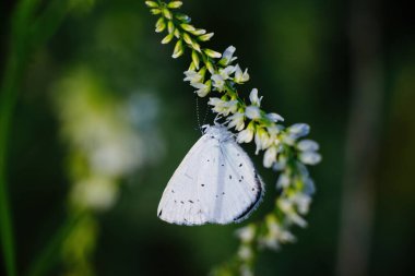 Holly Blue Butterfly - Celastrina argiolus on white flower