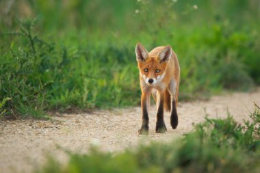 Genç Kızıl Tilki - Vulpes Vulpes