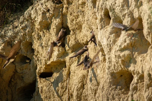 Zandmartin Riparia Riparia Europese Zandmartin Bank Slikken — Stockfoto