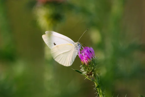 Pieris Brassicae Kapusta Motyl Kapusta Biała Kapusta Motyl — Zdjęcie stockowe