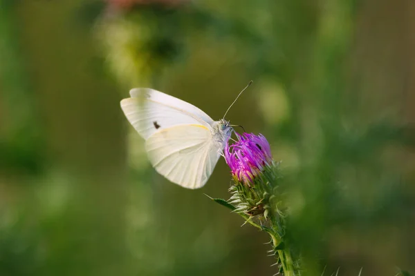 Pieris Brassicae Borboleta Repolho Repolho Branco Borboleta Traça Repolho — Fotografia de Stock