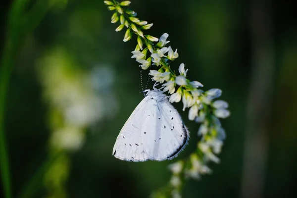 Холли Голубая Муха Celastrina Argiolus Белом Цветке — стоковое фото