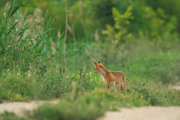 Zorro Rojo Joven Vulpes Vulpes — Foto de Stock