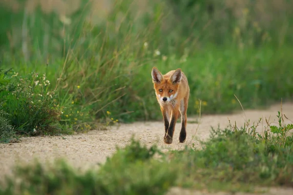 Ung Röd Räv Vulpes Vulpes — Stockfoto