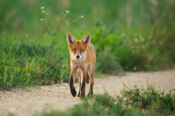 Ung Röd Räv Vulpes Vulpes — Stockfoto