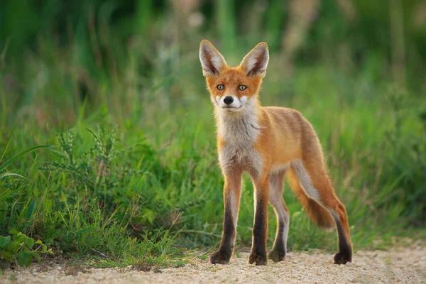 Raposa Vermelha Jovem Vulpes Vulpes — Fotografia de Stock