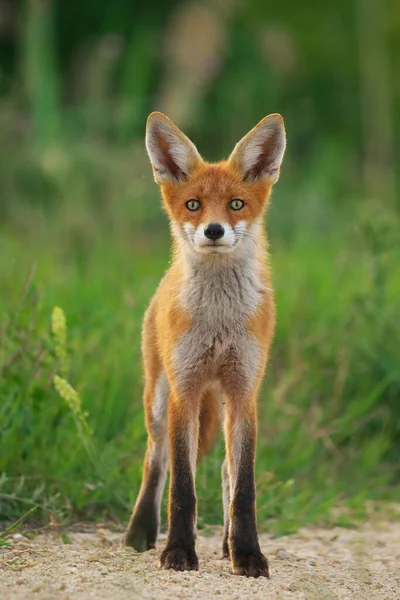 Νεαρή Κόκκινη Αλεπού Vulpes — Φωτογραφία Αρχείου