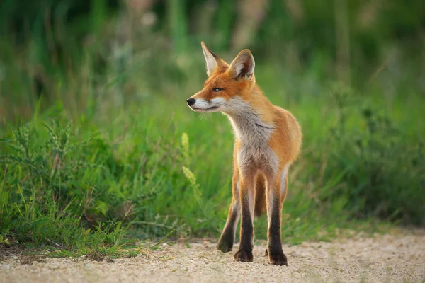 Raposa Vermelha Jovem Vulpes Vulpes — Fotografia de Stock