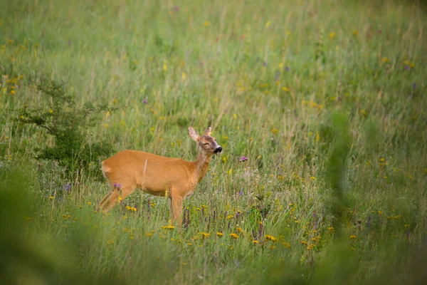 Roe Deer Samice Pastvinách — Stock fotografie