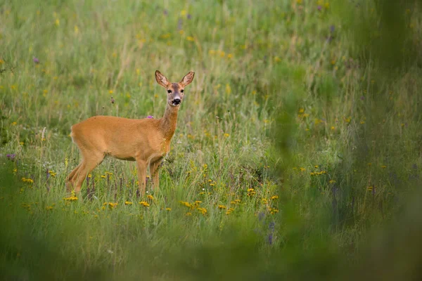 Roe Deer Samice Pastvinách — Stock fotografie