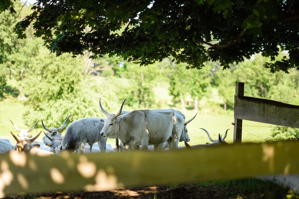 Hungarian Grey Cattle Hortobagy National Park Hungary — Stock Photo, Image