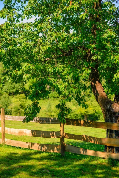 Ogrodzenie Drzewo Pastwisku — Zdjęcie stockowe