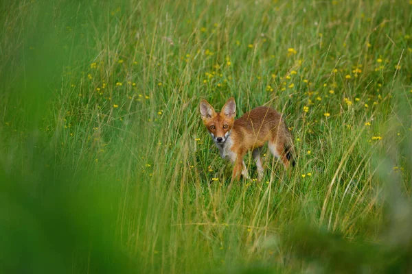 Young Red Fox Vulpes Vulpes — Stock Photo, Image