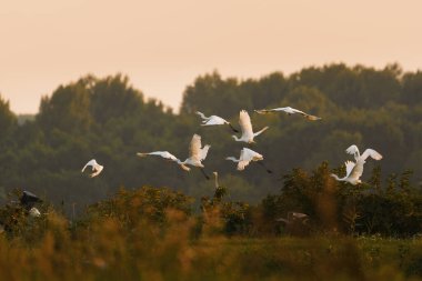 Beyaz ortak Akbalıkçıl - Ardea alba