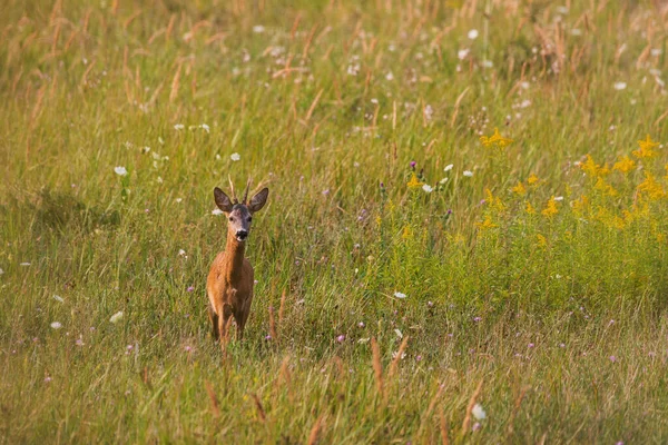 Rehbock Auf Wiese — Stockfoto