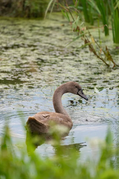 Juvenilní Němá Labuť Cygnus Olor Vodě — Stock fotografie