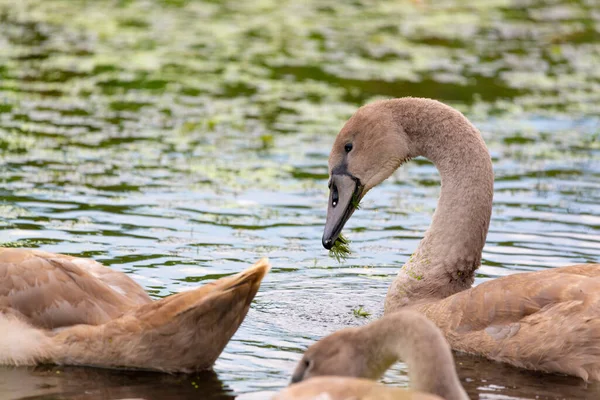 Fiatalkori Néma Hattyú Cygnus Szag Vízen — Stock Fotó