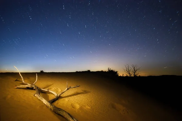 Rama Árboles Marchitos Desierto Bajo Cielo Nocturno —  Fotos de Stock