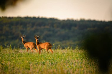 Sahada iki Roe Doları