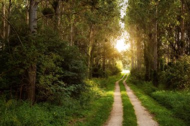Macaristan 'daki renkli yeşil bahar ormanlarında patika