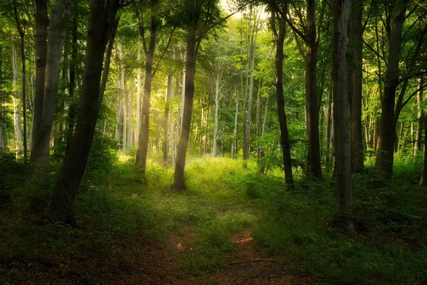 Renkli Canlı Yeşil Bahar Büyülü Orman — Stok fotoğraf