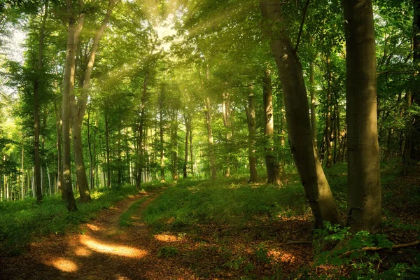 Macaristan Daki Renkli Yeşil Bahar Ormanlarında Patika — Stok fotoğraf