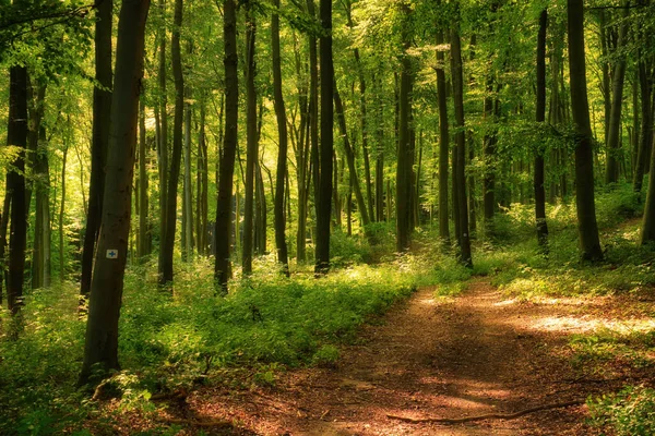 Szlak Kolorowym Zielonym Lesie Wiosennym Węgrzech — Zdjęcie stockowe
